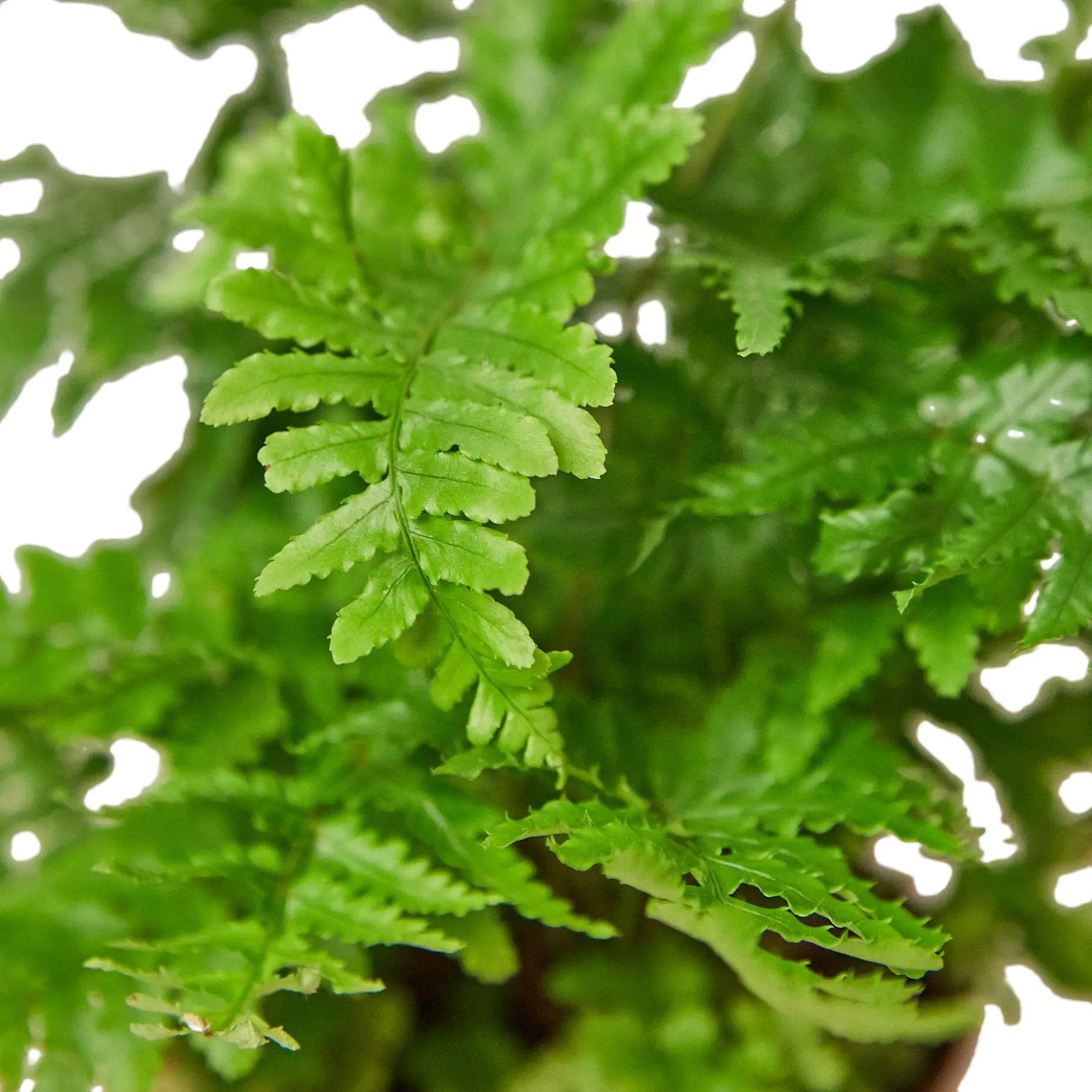 Autumn Fern - Hive Plants - Indoor & Outdoor Plants