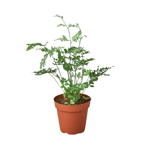 Fern &