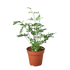Fern &