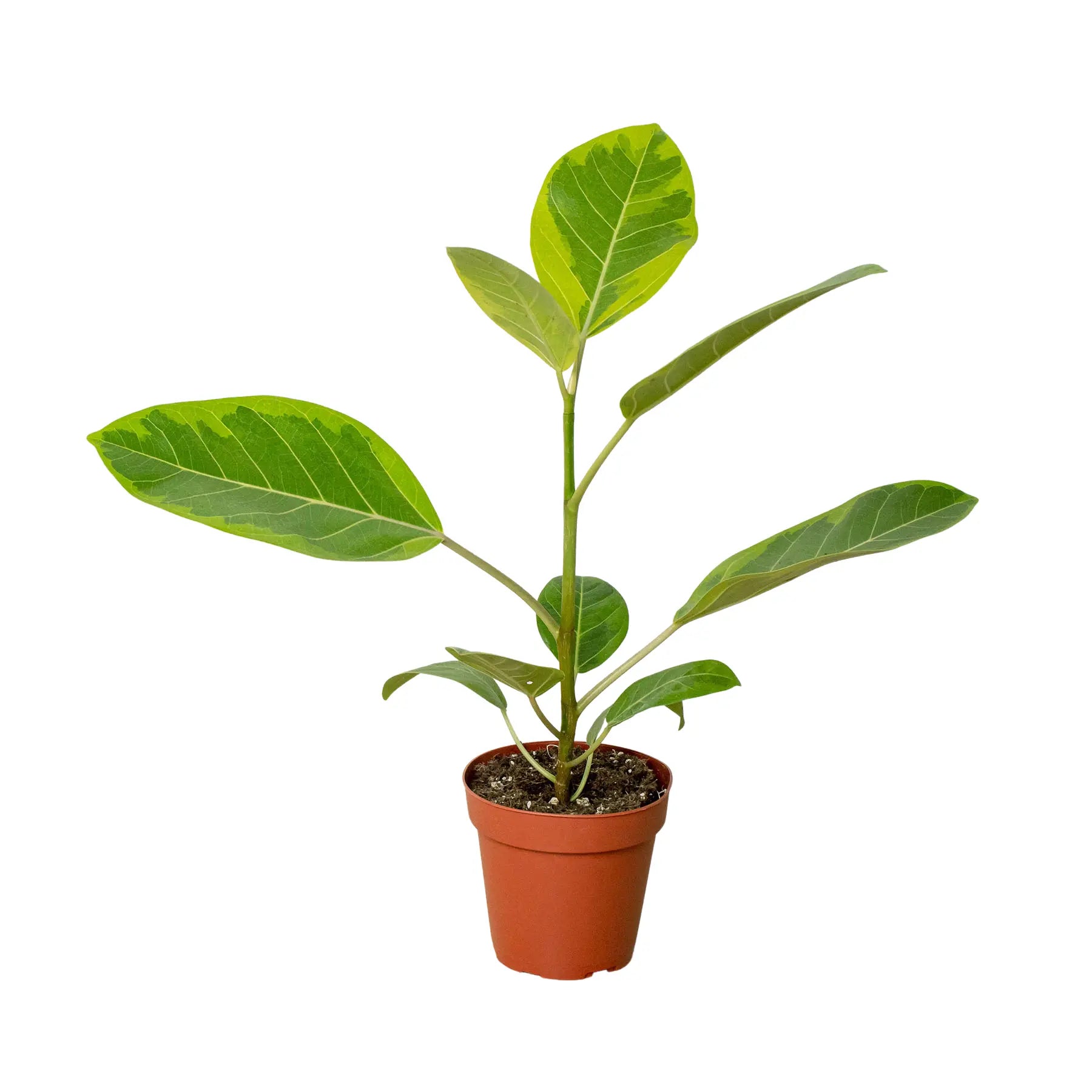 Ficus &