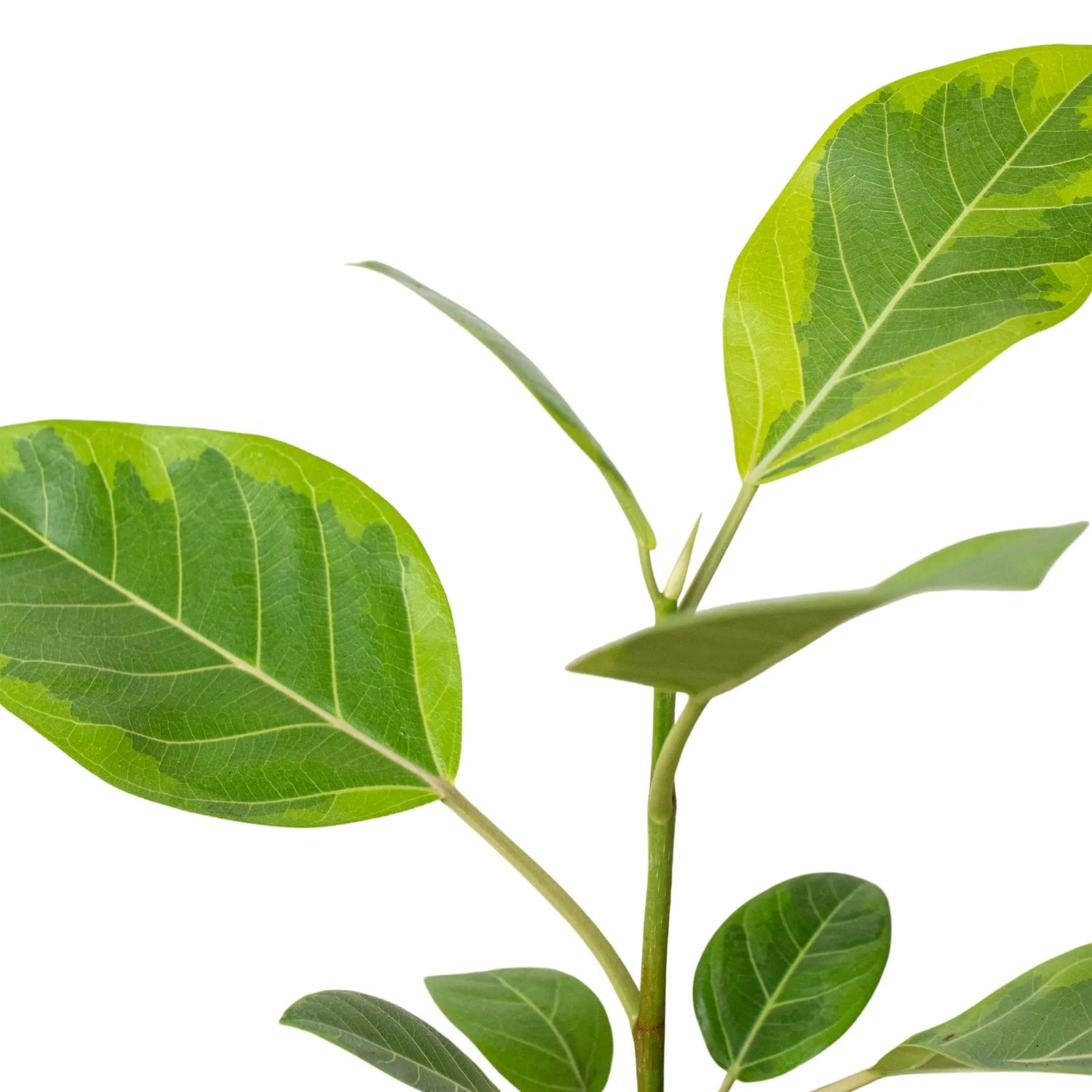 Ficus &
