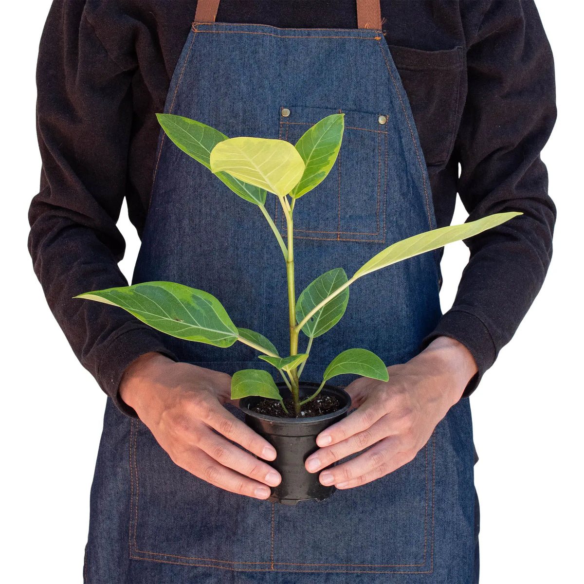 Ficus &