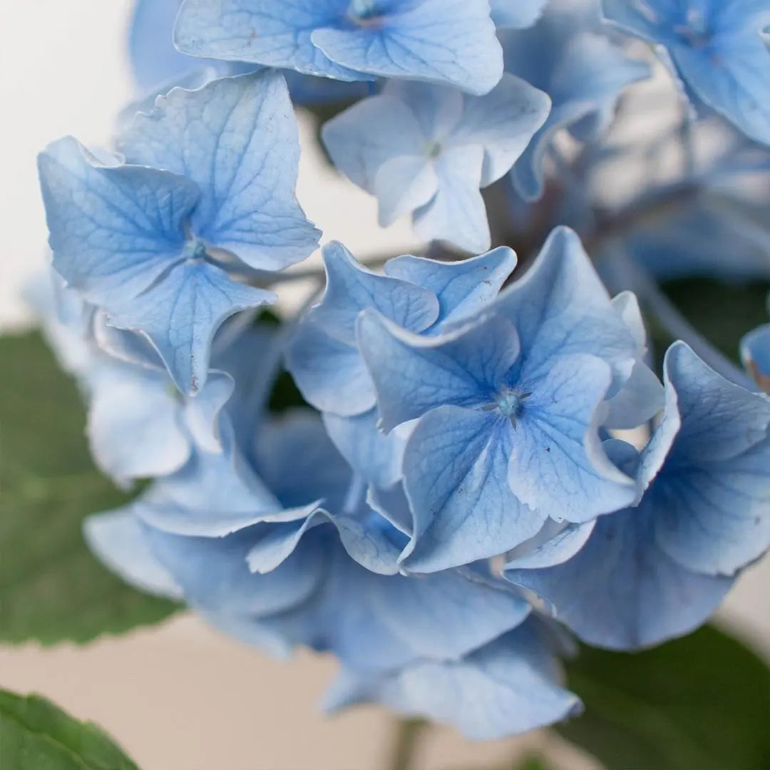 Blue Hydrangea - Hive Plants -