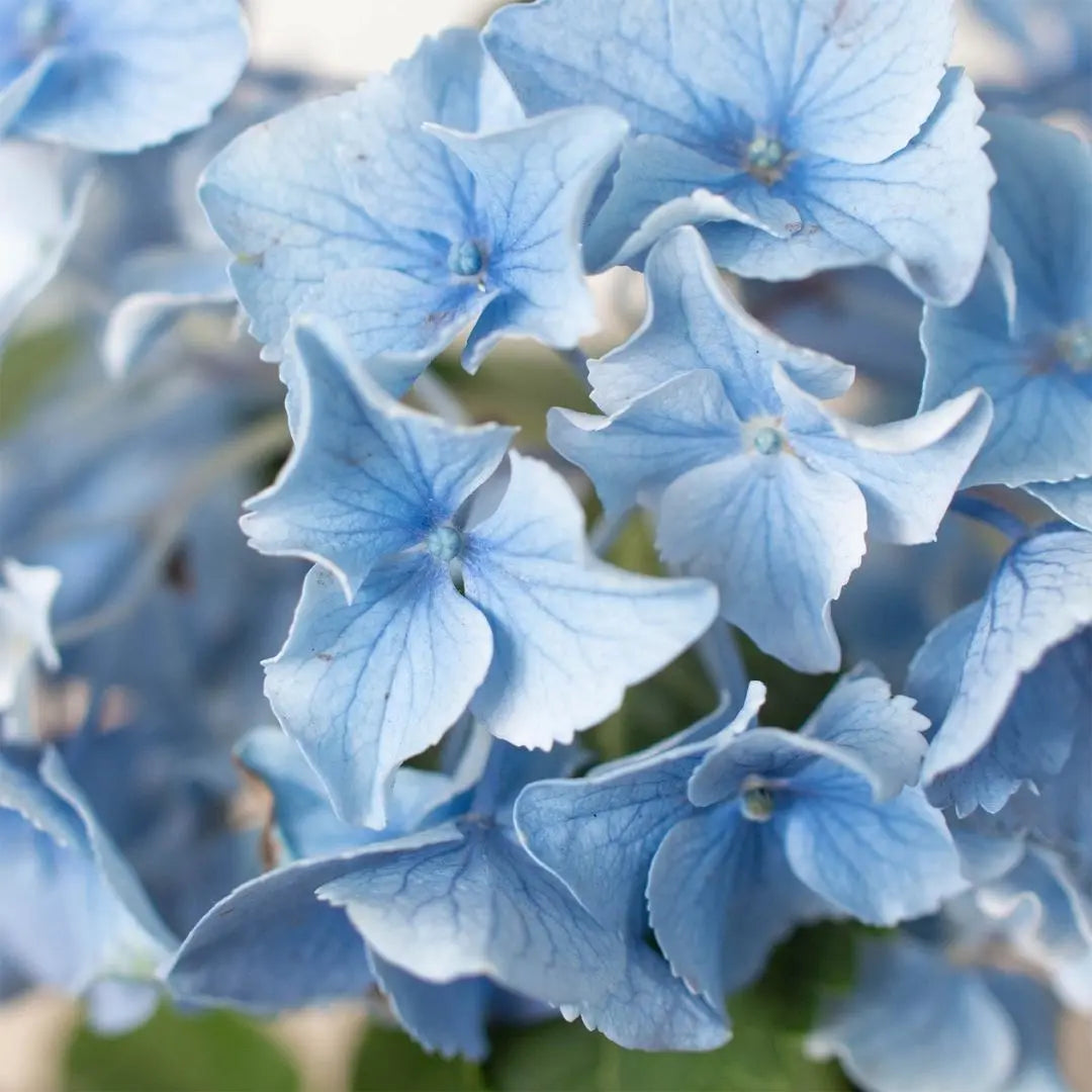 Blue Hydrangea - Hive Plants -