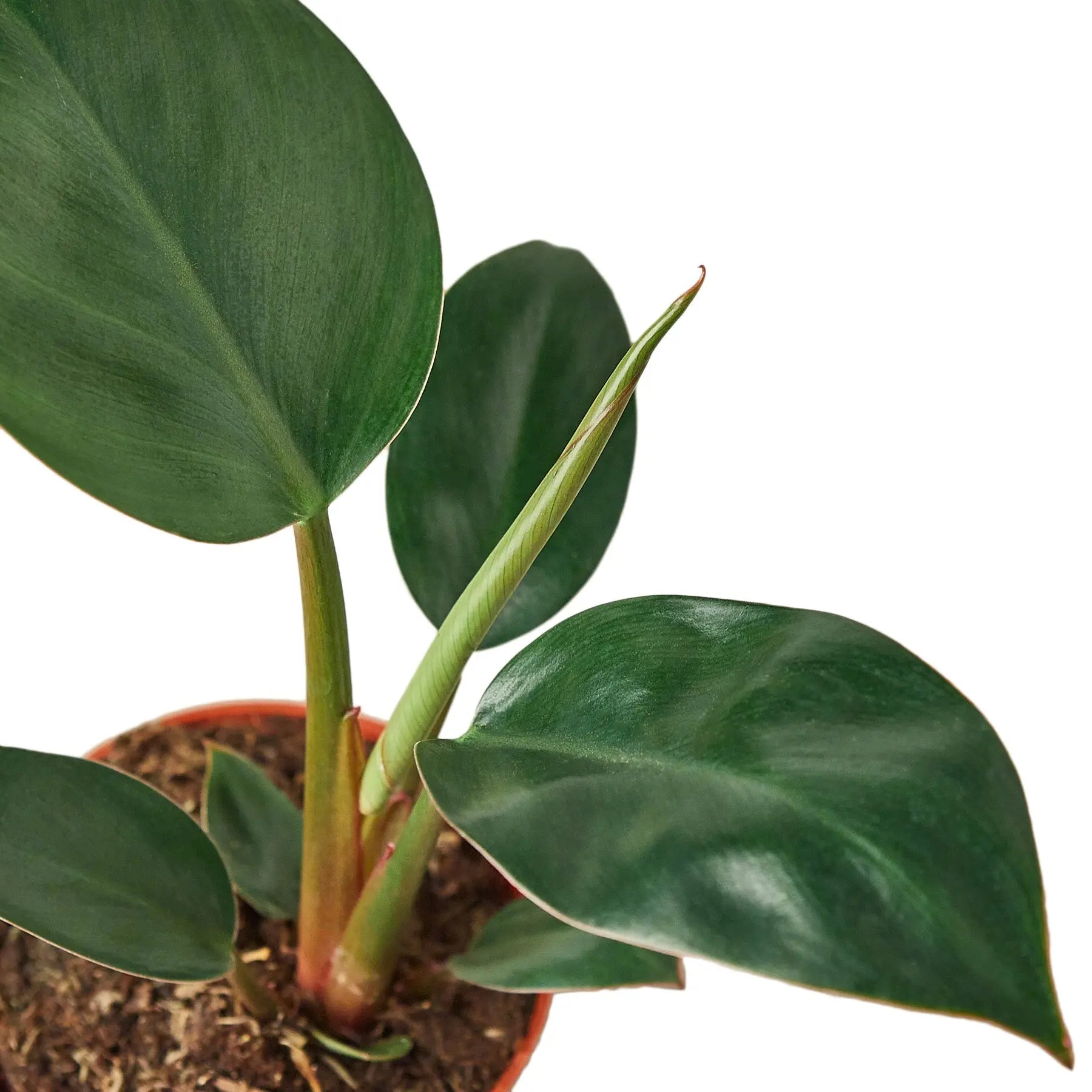 Philodendron &
