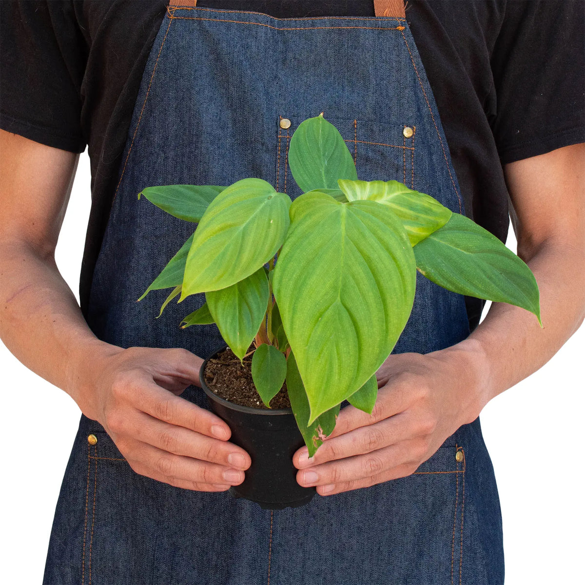 Philodendron &
