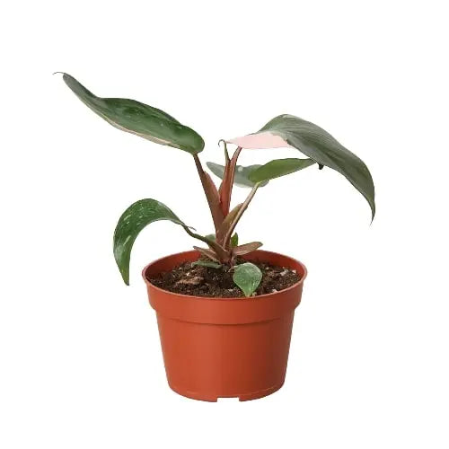 Philodendron &