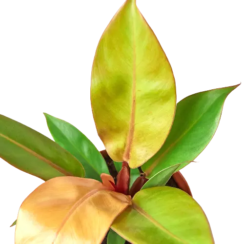 Philodendron &