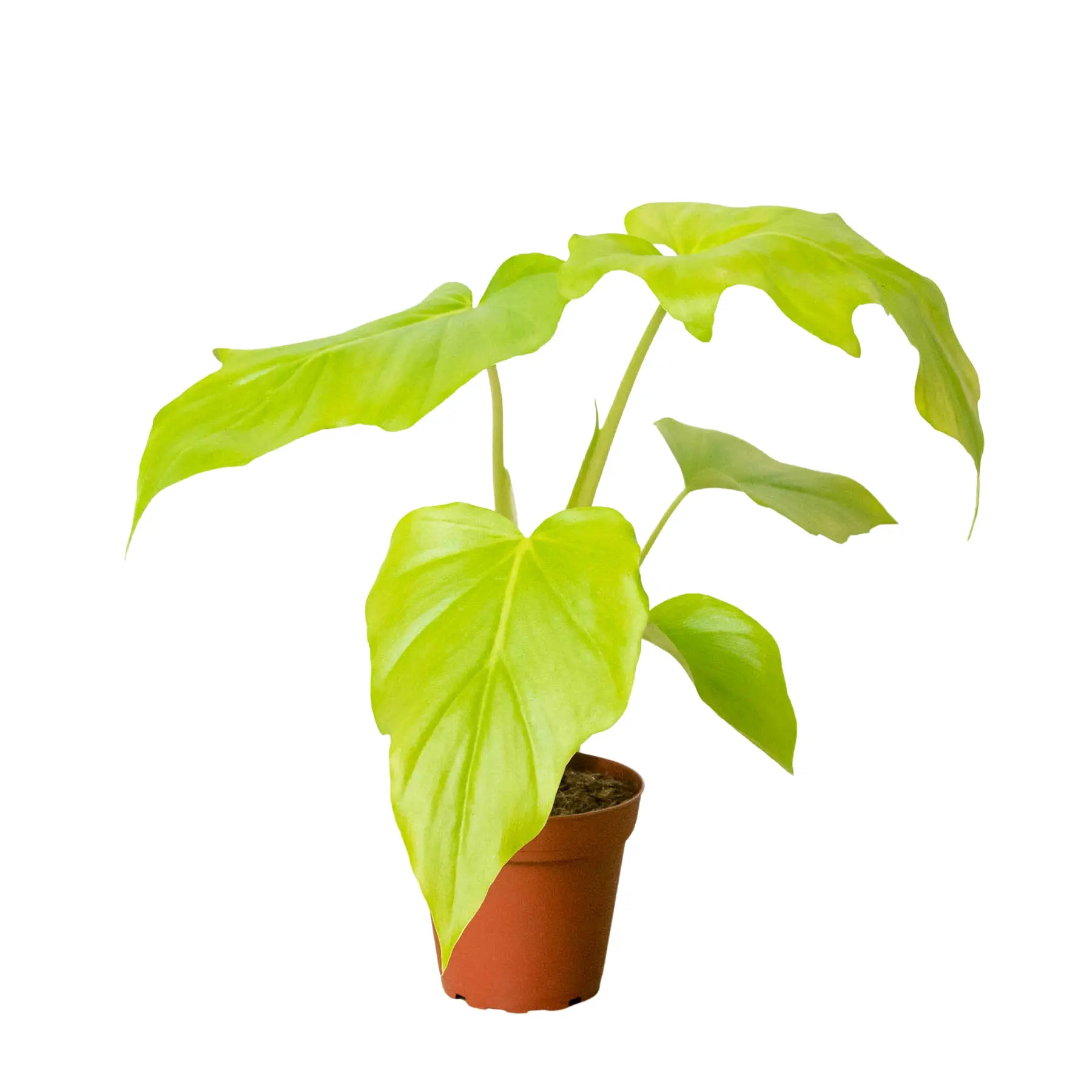 Philodendron &
