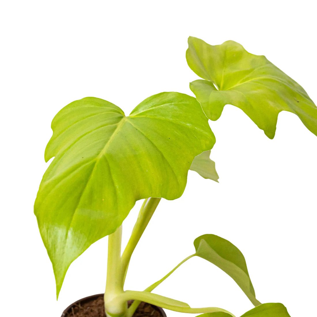 Philodendron &