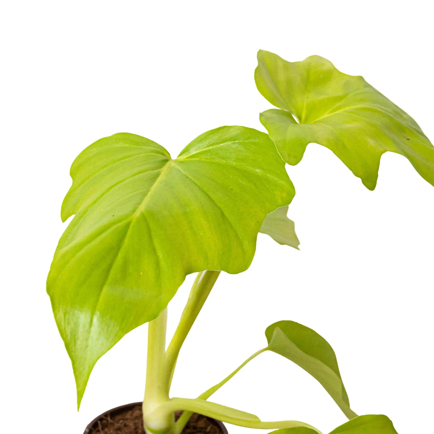 Philodendron &