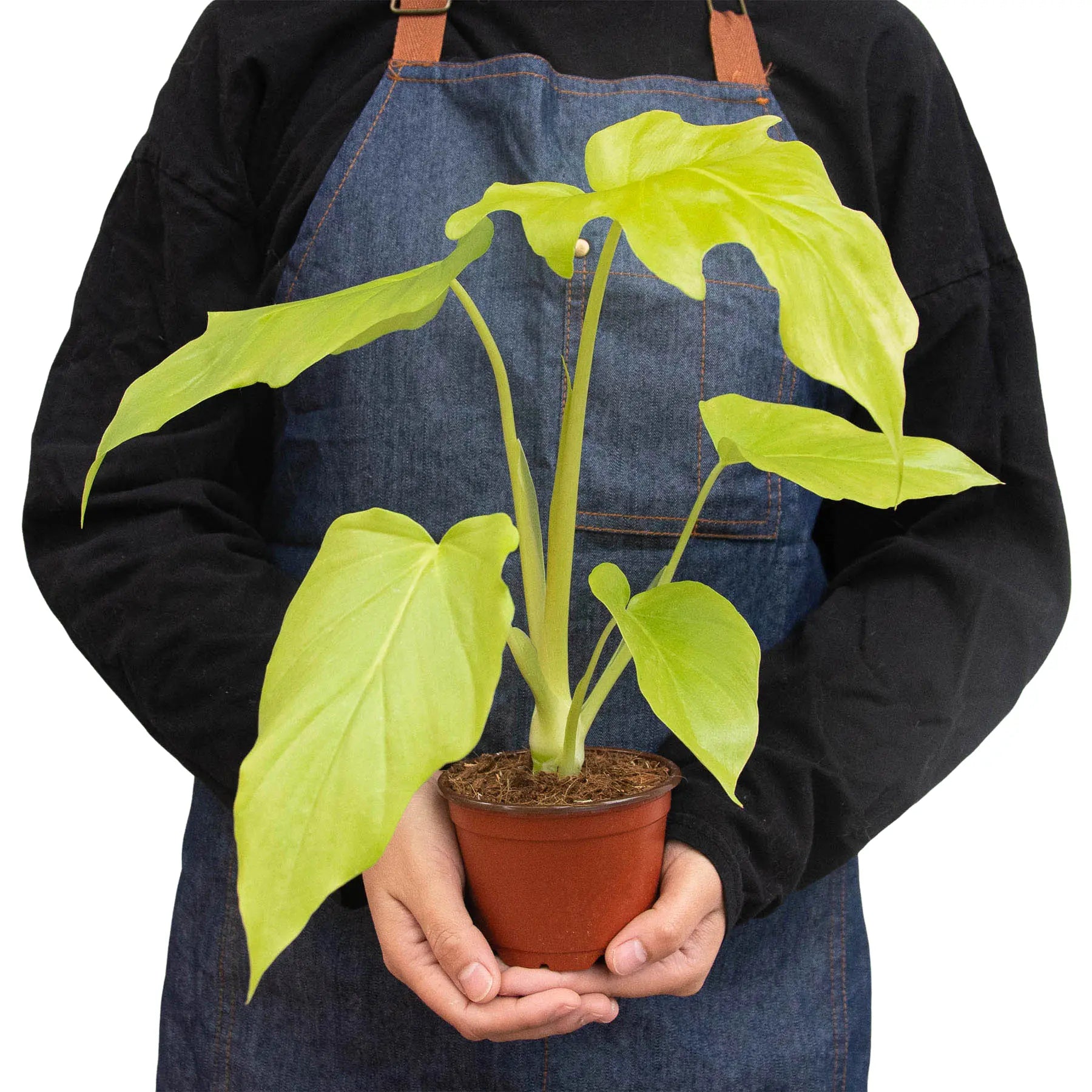 Philodendron &