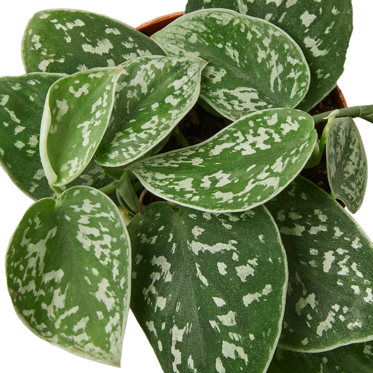 Pothos &