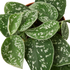 Pothos &