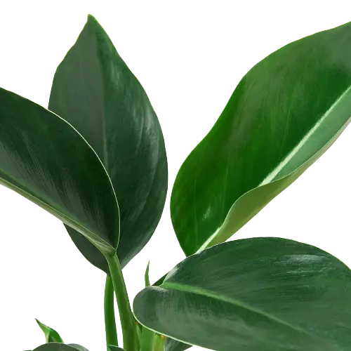 congo leaf philodendron Philodendron 'Congo Green'