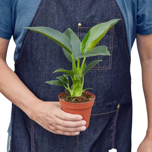 Philodendron &