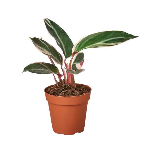 Stromanthe Triostar - Hive Plants -