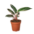 Stromanthe Triostar - Hive Plants -