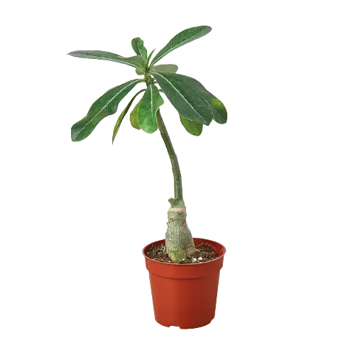 Succulent Adenium Obesum &