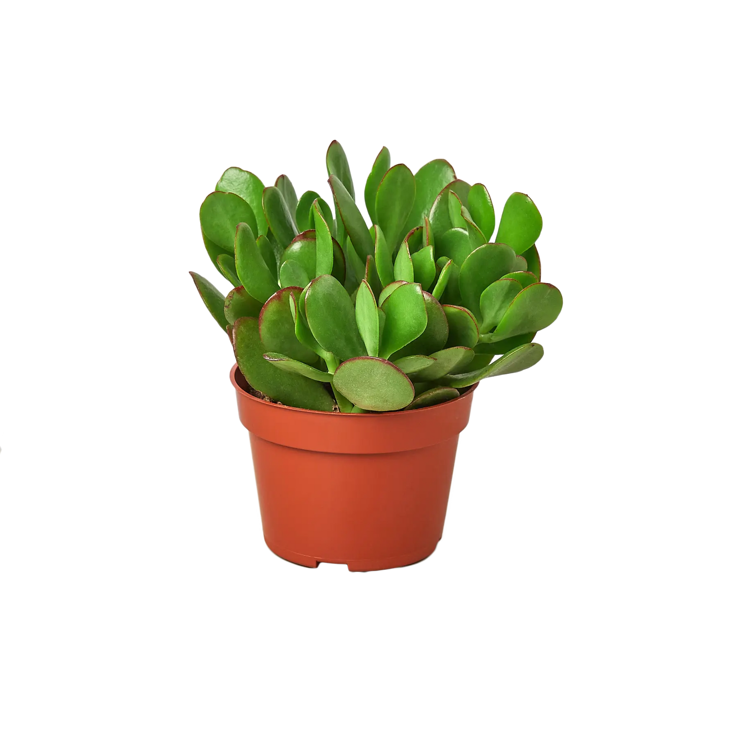 Succulent Subscription Box - Hive Plants -