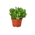 Succulent Subscription Box - Hive Plants -