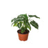Syngonium wendlandii &