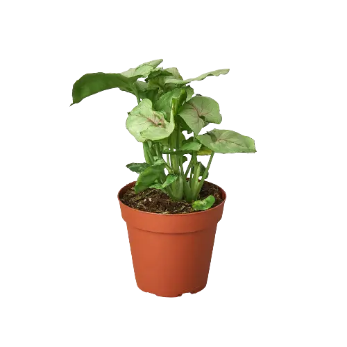 Syngonium Roxanna - Hive Plants -