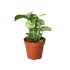 Syngonium Roxanna - Hive Plants -