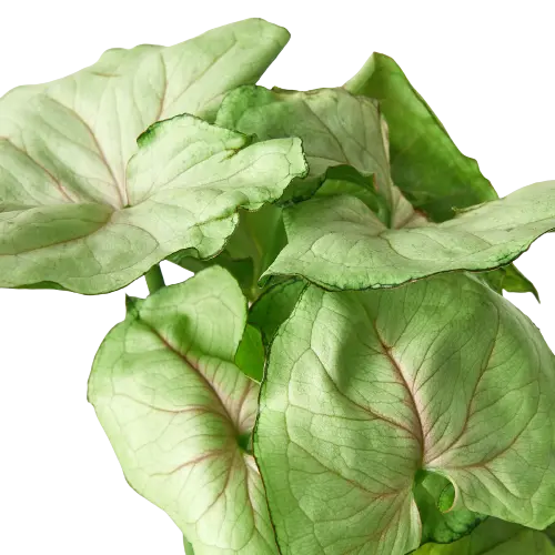 Syngonium Roxanna - Hive Plants -