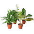 Air Purifying Variety Bundle - Hive Plants -