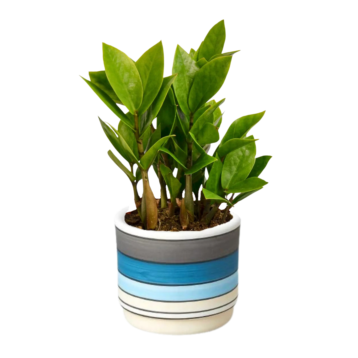 Zamioculcas Zamiifolia &
