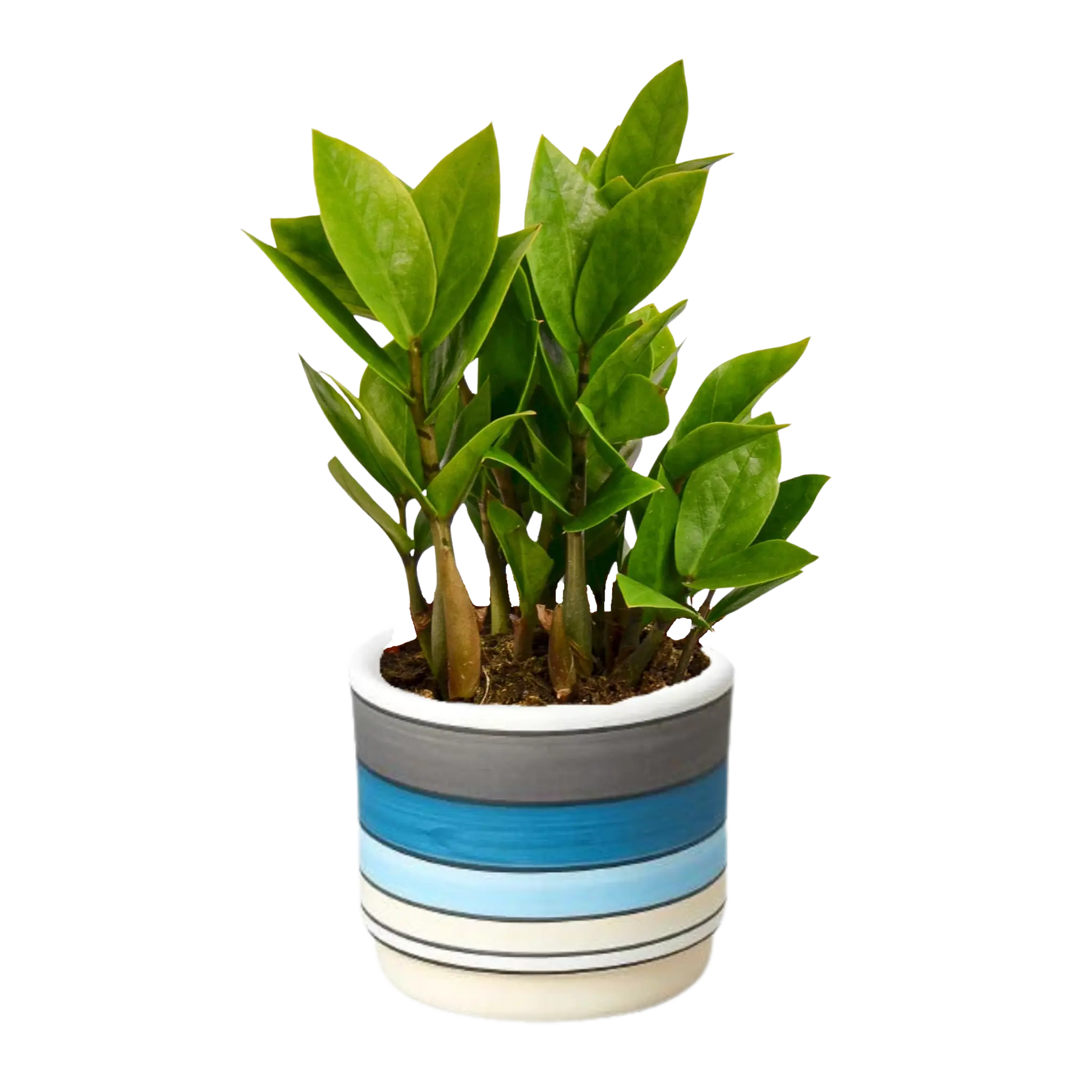 Zamioculcas Zamiifolia &