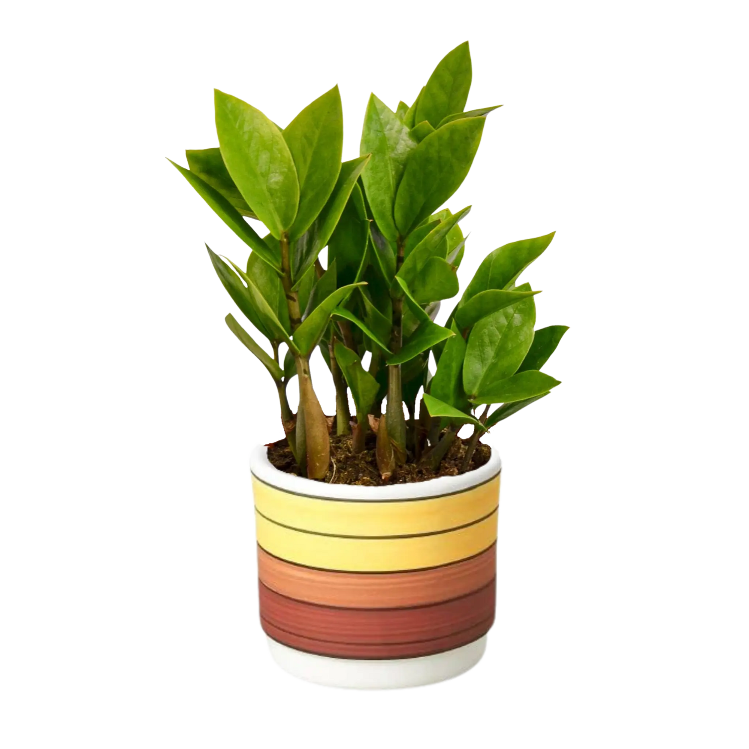 Zamioculcas Zamiifolia &