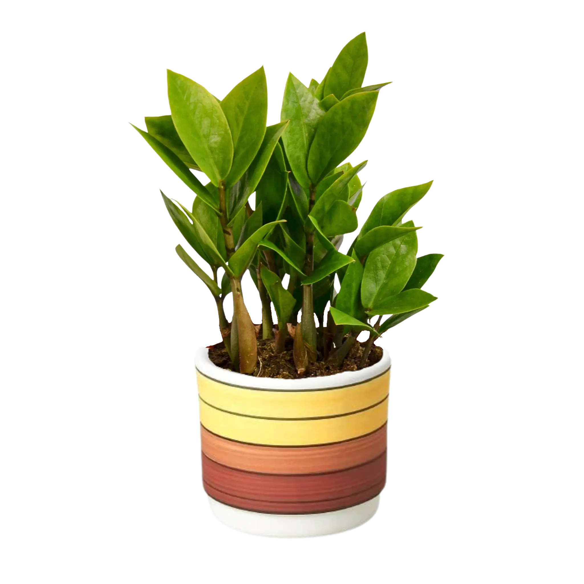 Zamioculcas Zamiifolia &