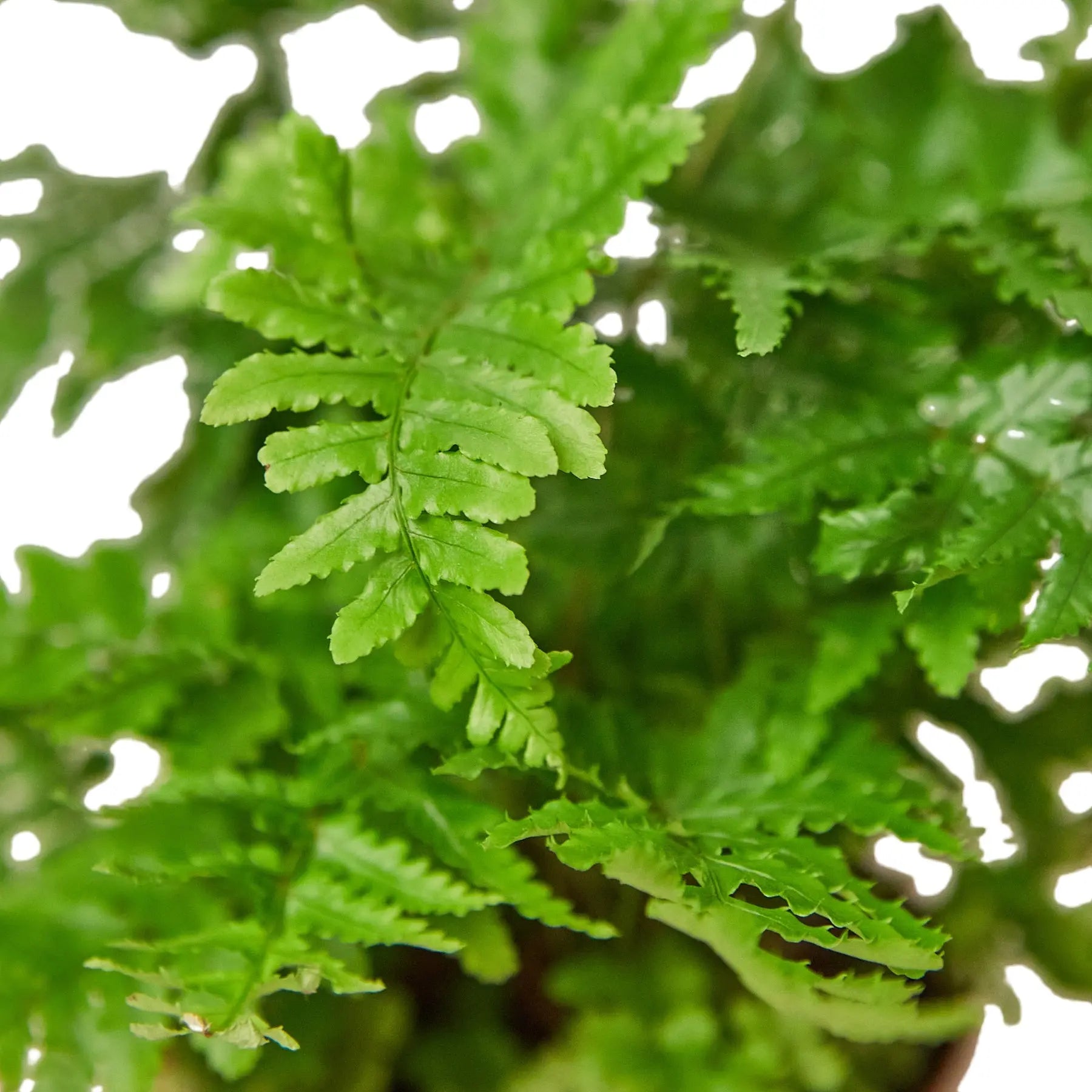 Autumn Fern - Hive Plants - Indoor & Outdoor Plants