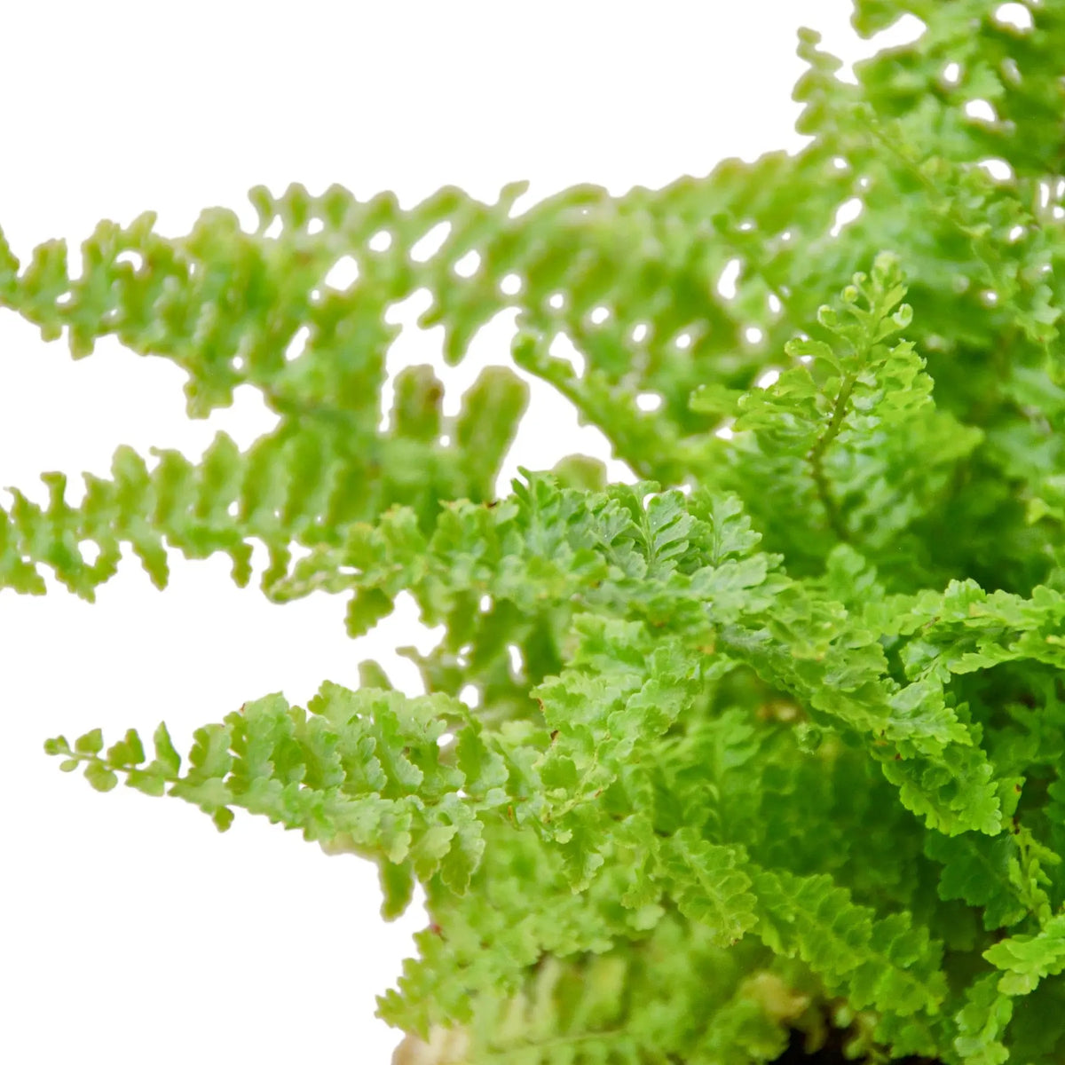 Cotton Candy Fern - Hive Plants -