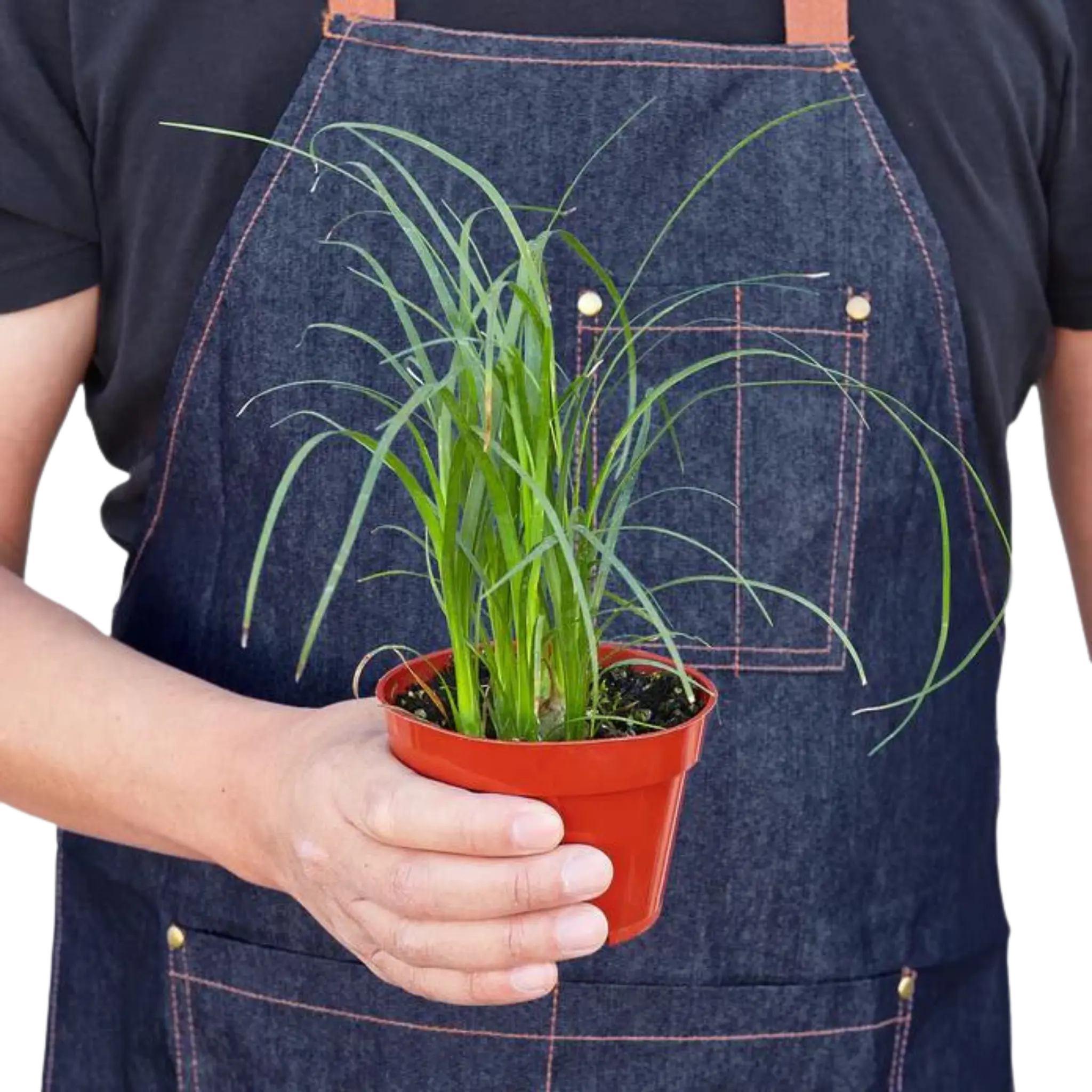 Ponytail Palm - Hive Plants - Indoor & Outdoor Plants