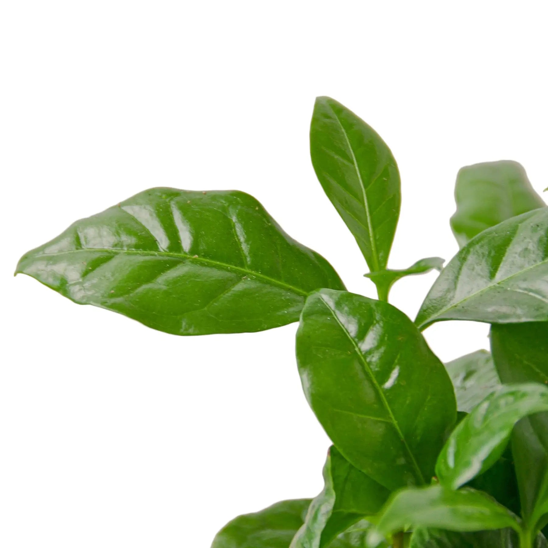 Arabica Coffee - Hive Plants - Indoor Plants