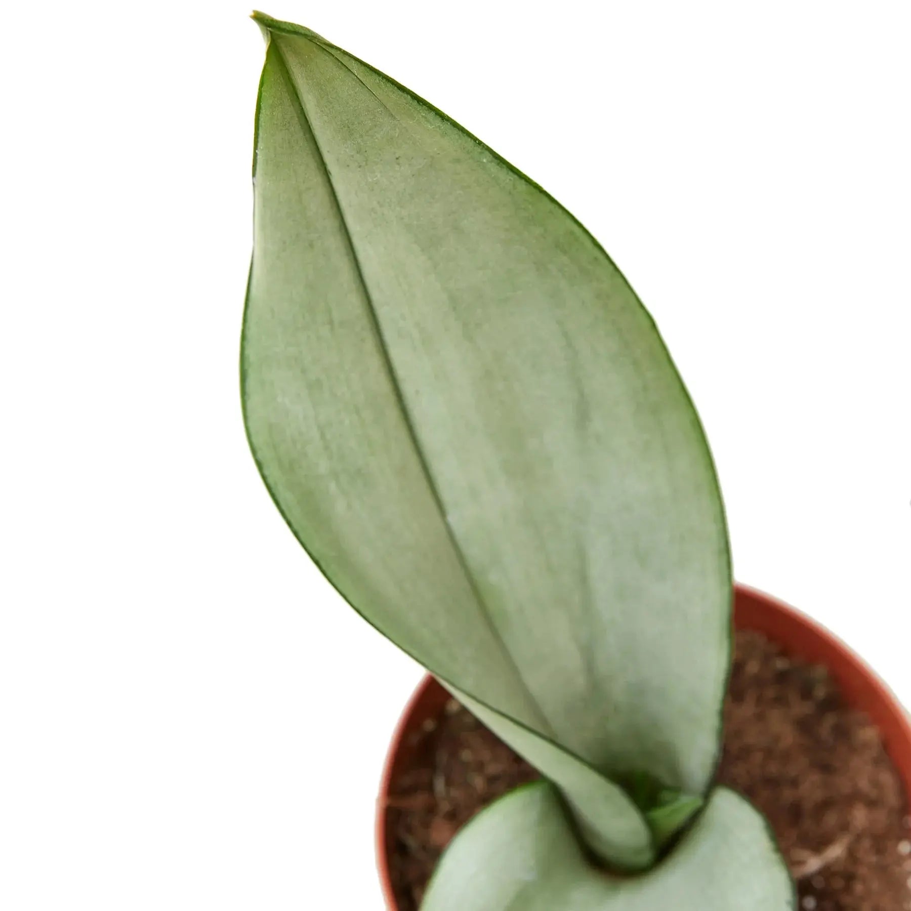Snake Plant &