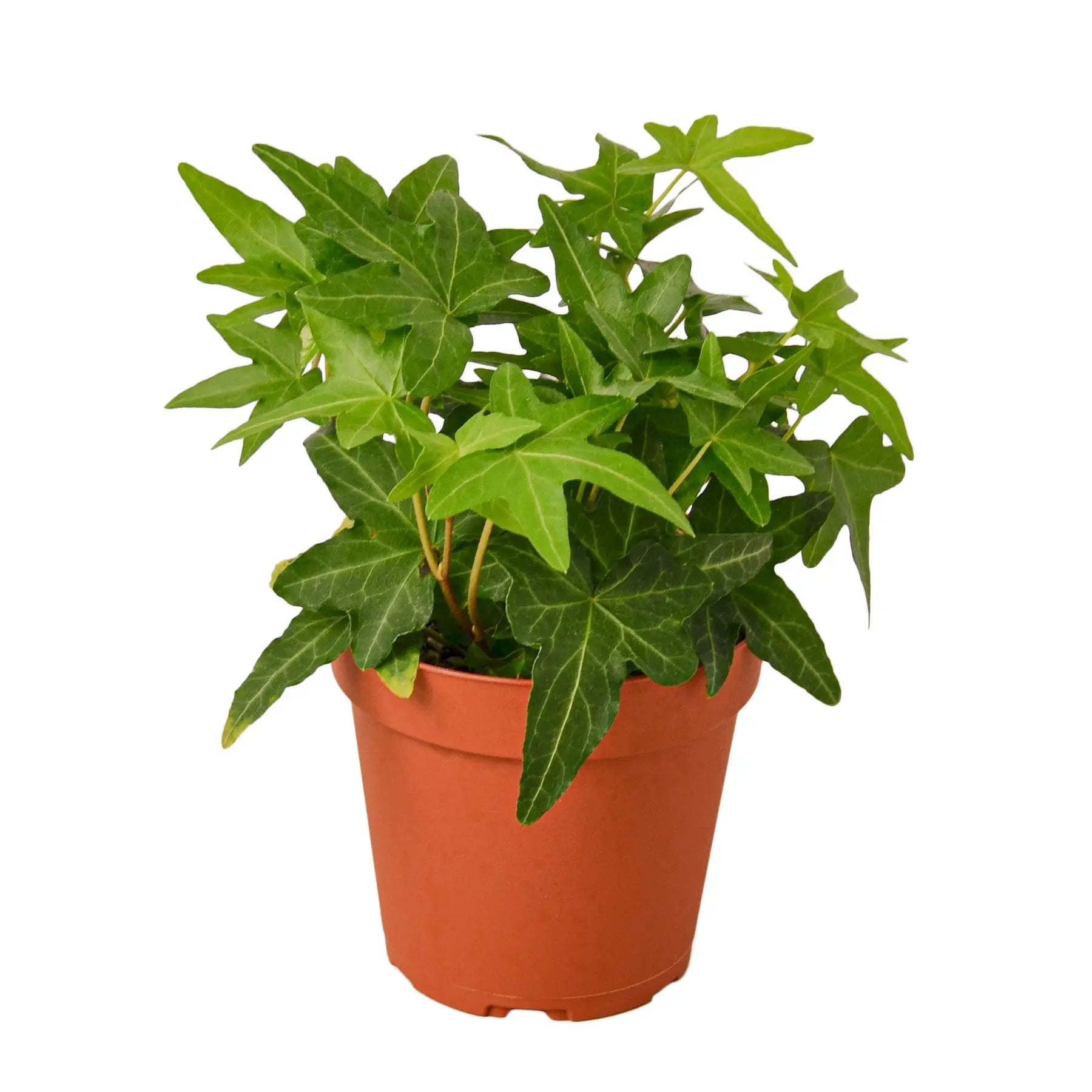 English Ivy &
