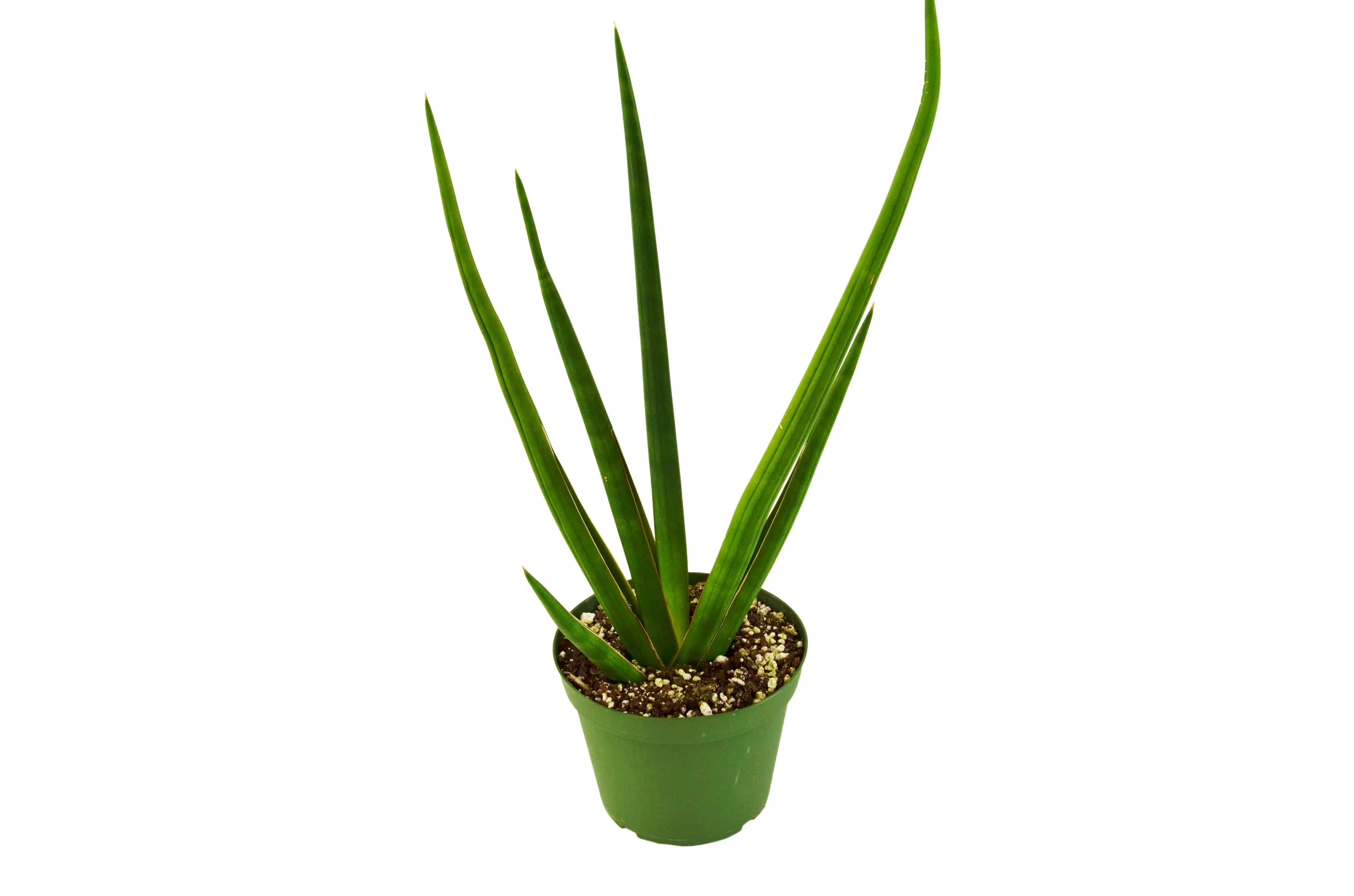 Snake Plant &