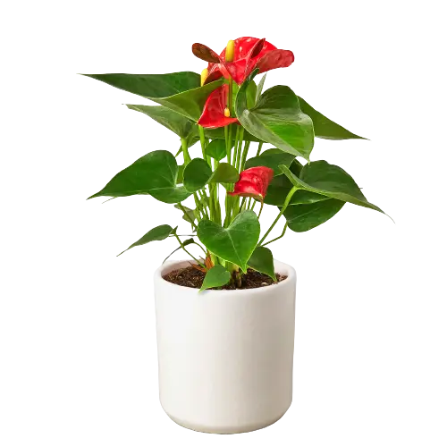 Anthurium Red - Hive Plants - Indoor & Outdoor Plants