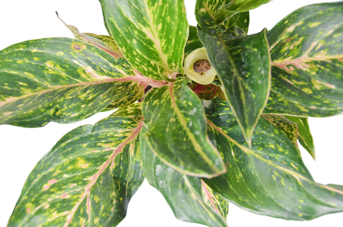 Chinese Evergreen &