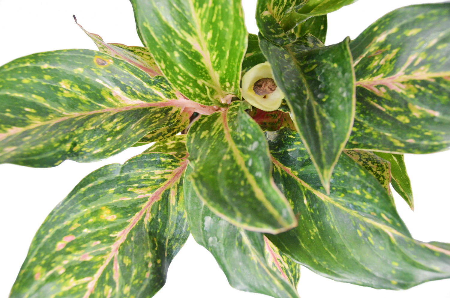 Chinese Evergreen &