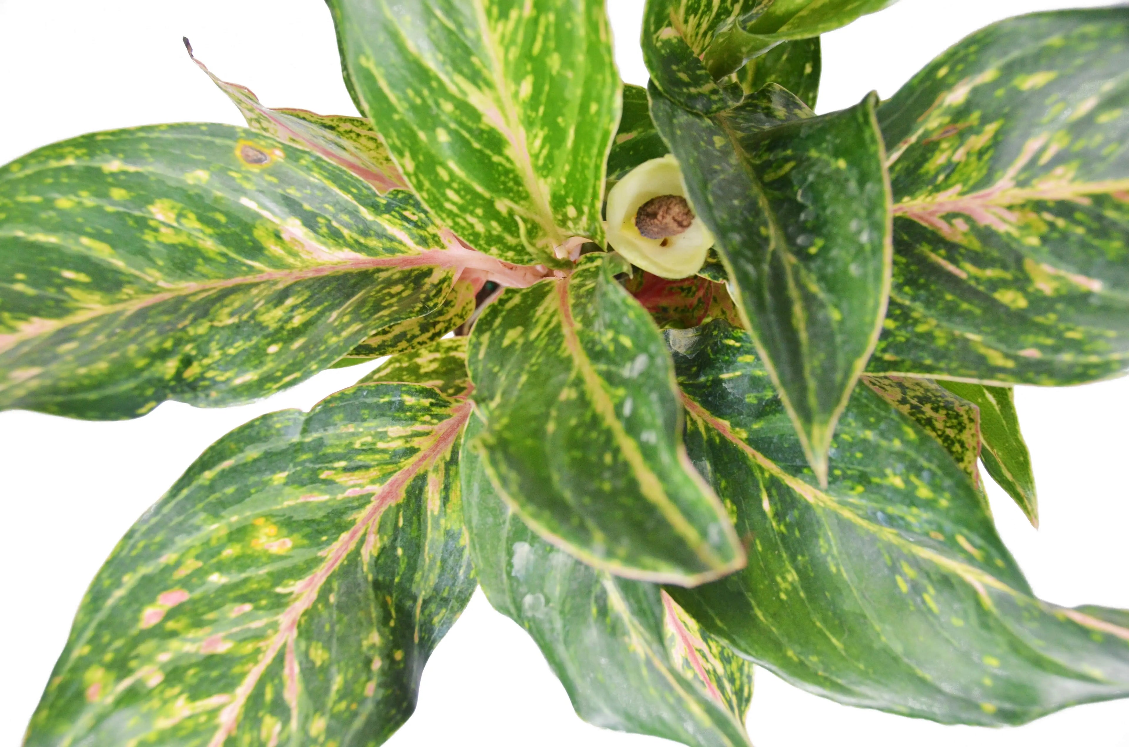 Chinese Evergreen &