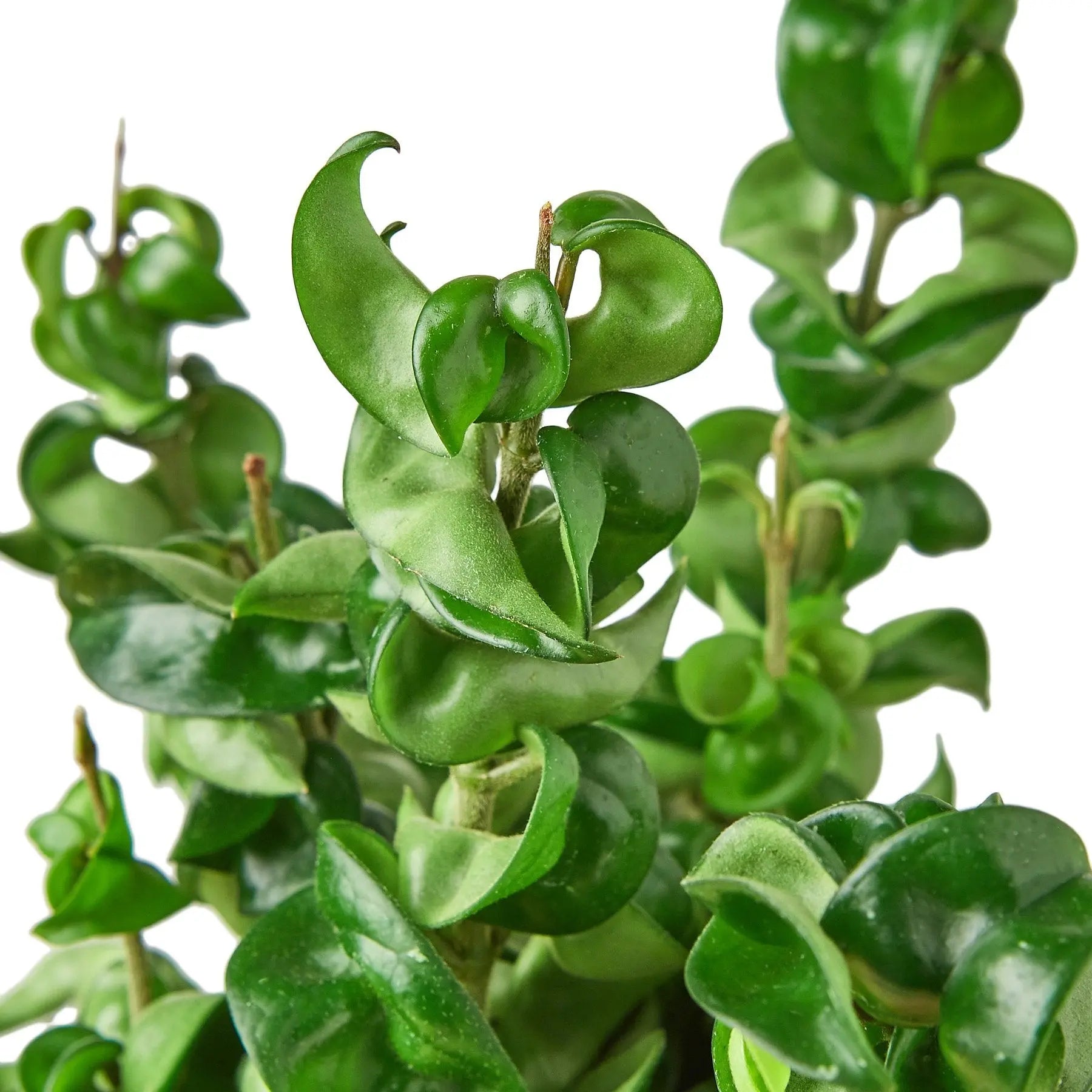 Hoya "Rope Plant" - Hive Plants -