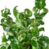 Hoya "Rope Plant" - Hive Plants - 