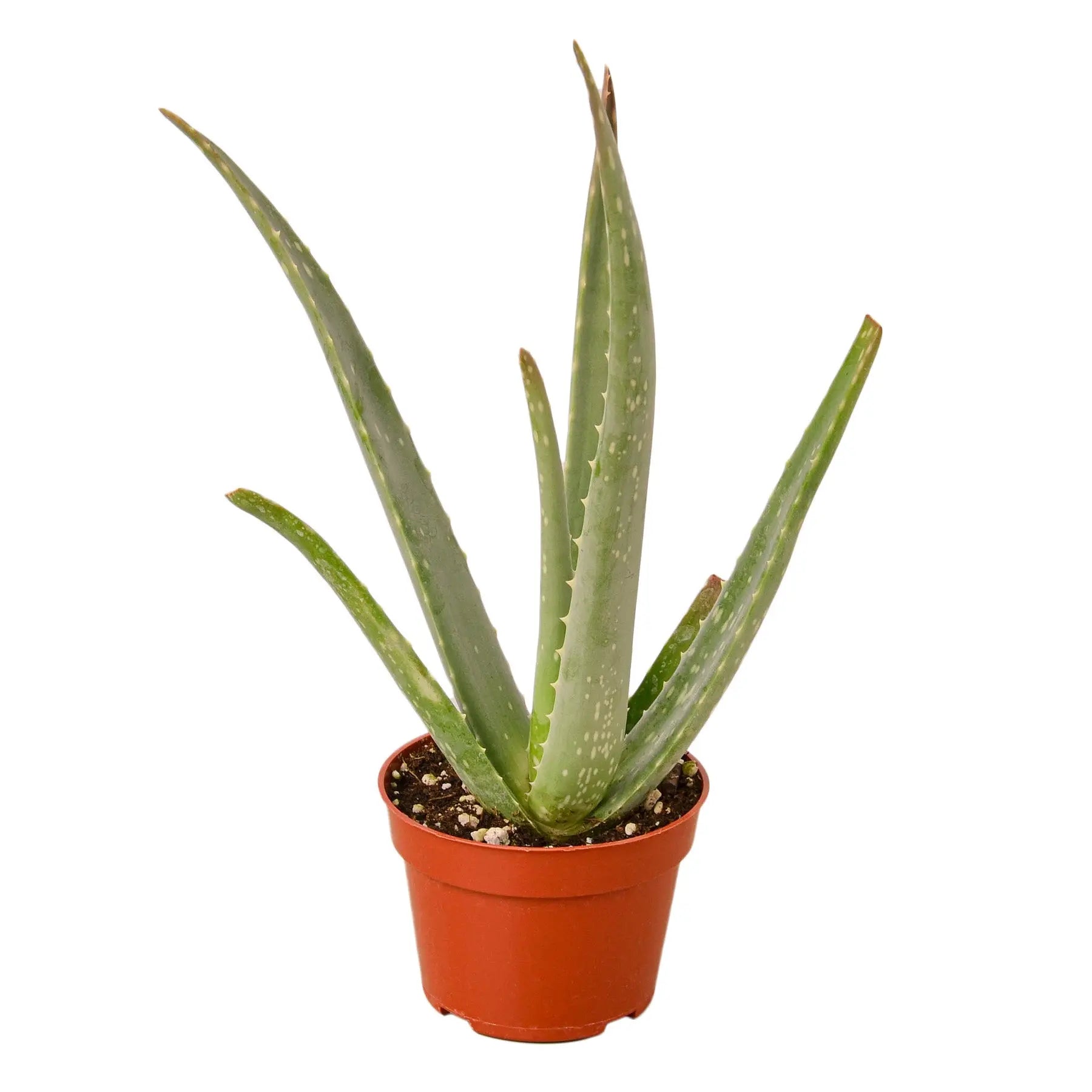 Aloe Vera - Hive Plants -