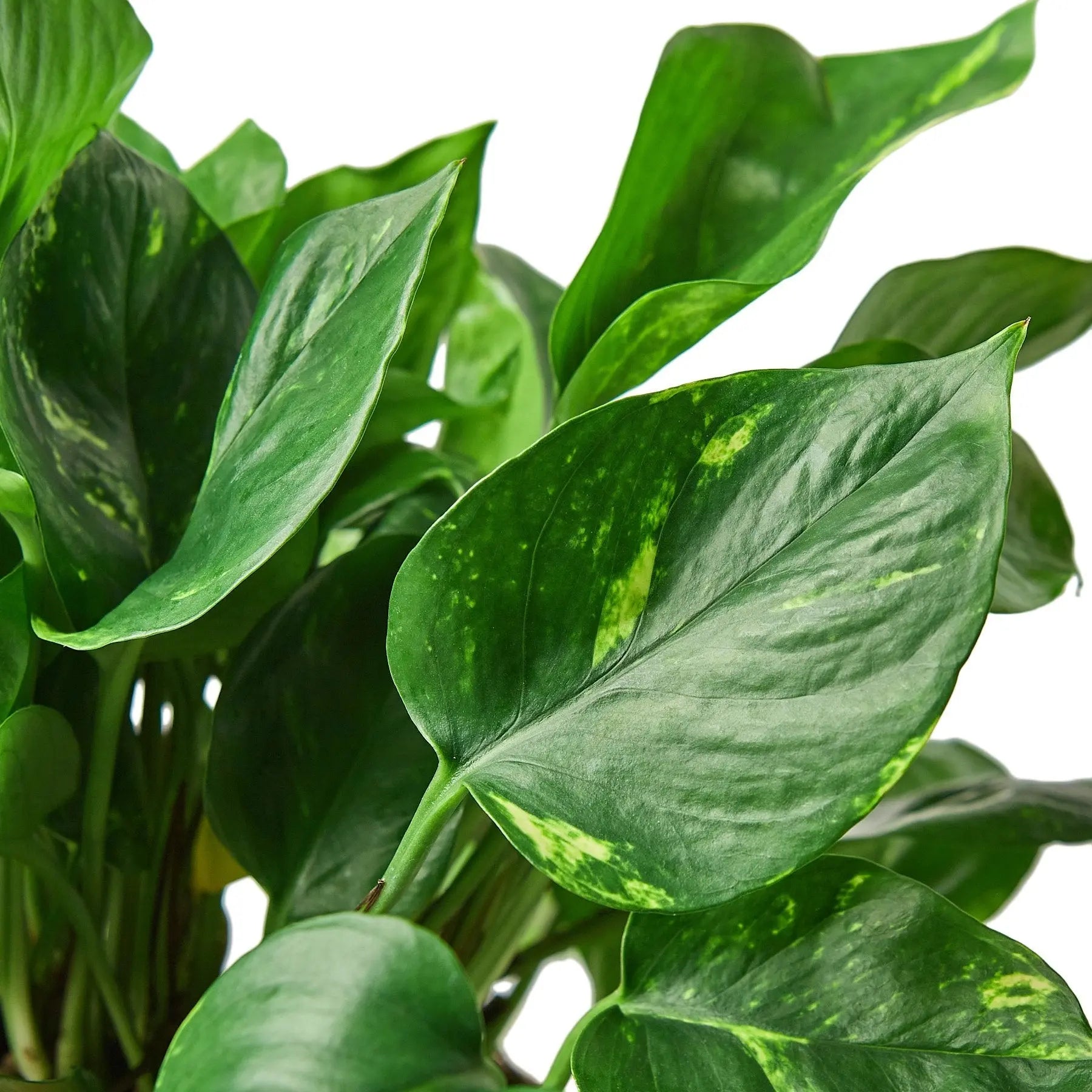 Pothos Golden - Hive Plants
