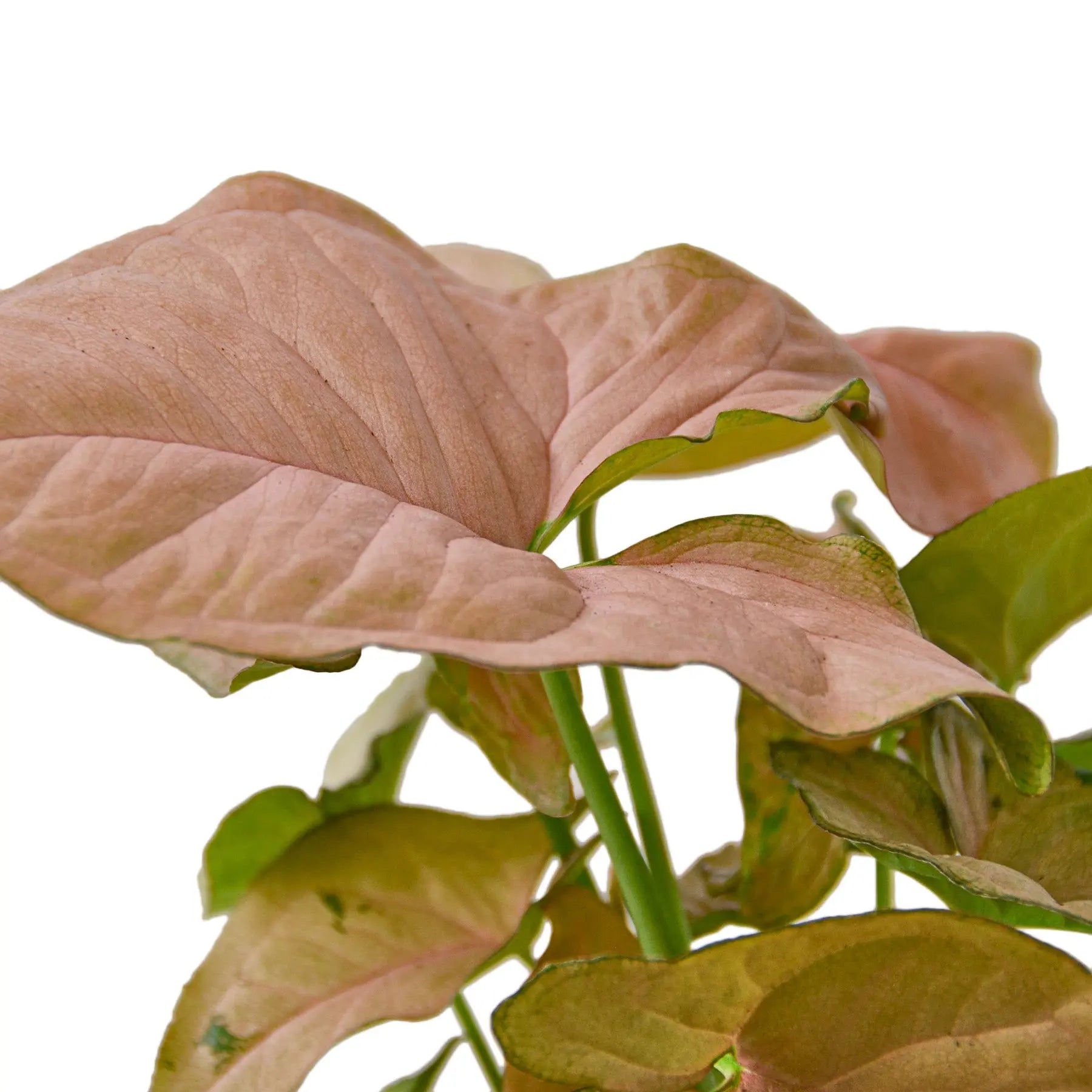 Syngonium Strawberry - Hive Plants -